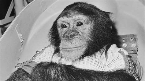 La Historia De Ham El Primer Chimpancé Astronauta El Violento Entrenamiento Al Que Lo Sometió