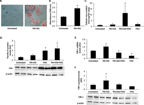 Effect Of Ffa Treatment On Iron Metabolism In Hepg2 Hepatocytes Hepg2 Download Scientific