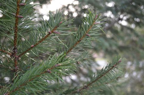 How Do Pine Trees Survive In The Winter