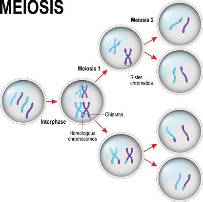meiosis pembagian sel ilustrasi stok  gambar  meiosis