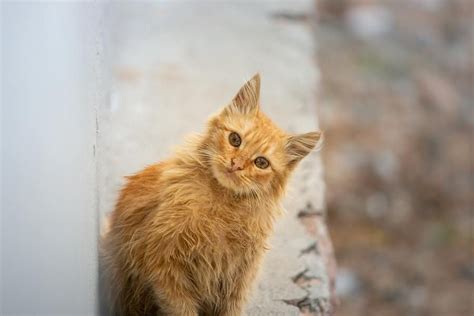 Kenapa Tidak Ada Shio Kucing Konon Karena Salah Tikus