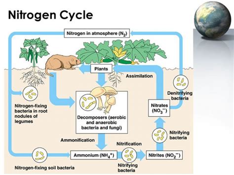 6 Proses Penting Peranan Siklus Nitrogen Lengkapgambar