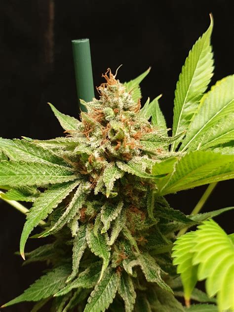 Serious Kush par Serious Seeds Info de Variété