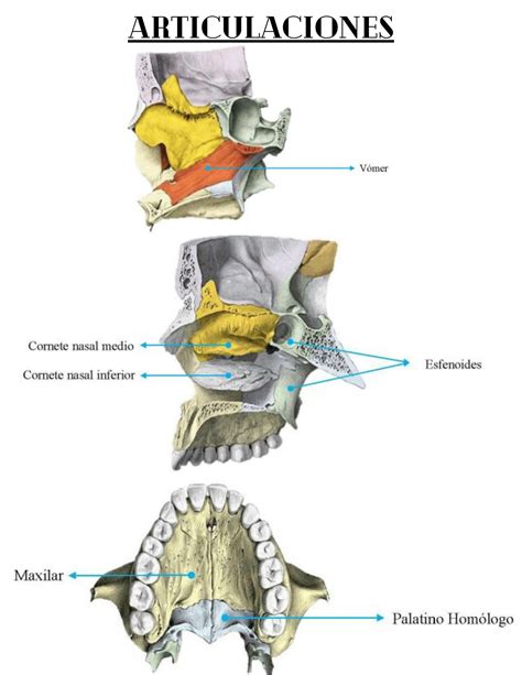 Solution Hueso Palatino Reparos Anatomicos Constitucion Y Elementos