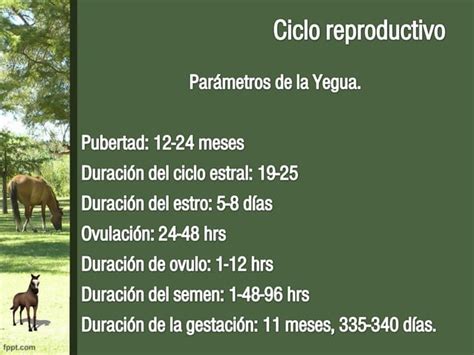 Ciclo Reproductivo Y Patologias Que Puedan Interferir En La