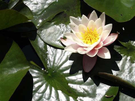 Pink Water Lily Free Photo Download | FreeImages