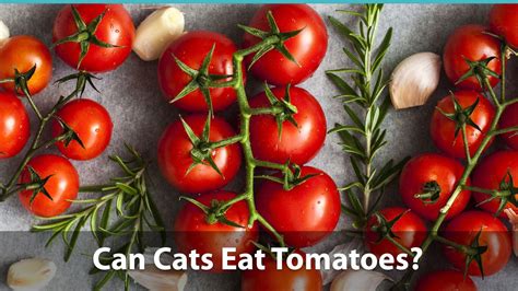 Can Cats Eat Tomatoes Or Are They Bad For Them