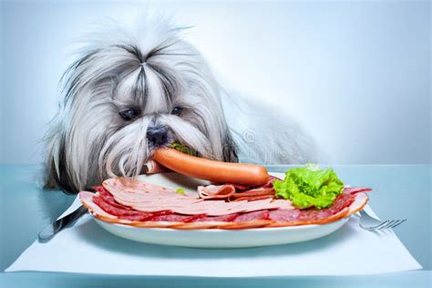 Shih tzu dog eating stock photo. Image of closeup, gourmet - 26735860