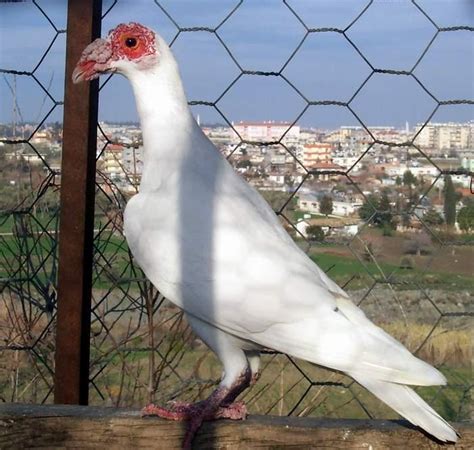 Syrian Bagdad Pigeon ~ ENCYCLOPEDIA OF PIGEON BREEDS