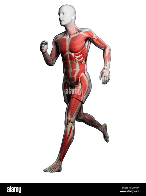 Full Body Muscles Anatomy Hi Res Stock Photography And Images Alamy