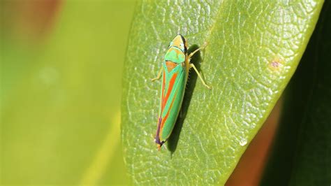 Rododendroncicade Graphocephala Fennahi Ed Rendum Flickr