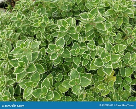 Cuban Oregano The Variegated Plectranthus Amboinicus Plant Stock Photo