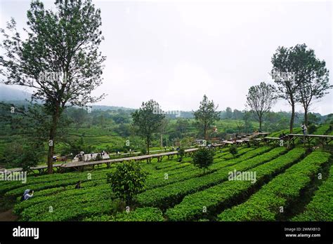 Gunung Mas Tea Plantation Park and Garden, Puncak, Cisarua, Bogor, West ...