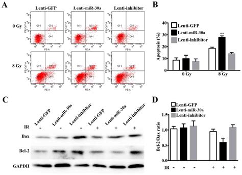 Mir 30a Radiosensitizes Non Small Cell Lung Cancer By Targeting Atf1