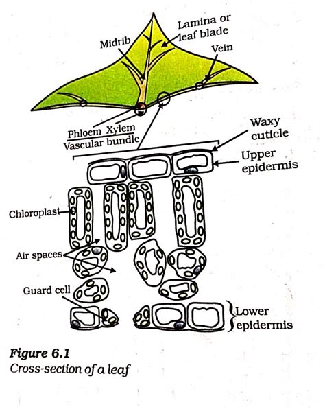 Cross Section Of Leaf Xylem And Phloem