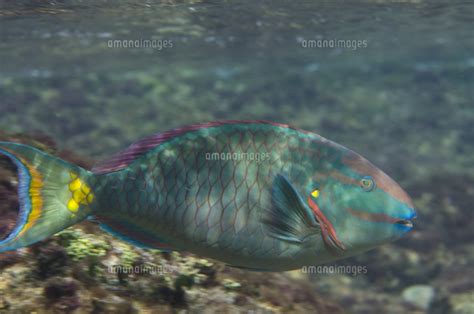 Stoplight Parrotfish Sparisoma viride BONAIRE N 32246014887 の写真素材