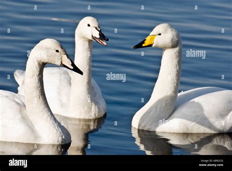 Three Whopper Swan Cygnus Cygnus Stock Photo Alamy