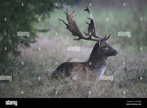 Resting Fallow Deer Cervus Dama Rutting Season Stock Photo Alamy