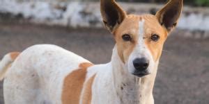 Qu Hacer Si Encuentro Un Perro Abandonado Y D Nde Llamar