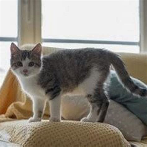 Do indoor cats need flea treatment? - DIY Seattle