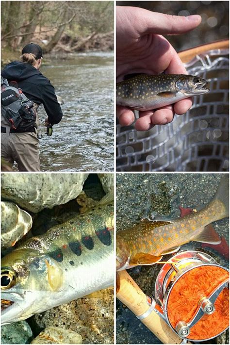 Learn How To Catch Trout Like A Professional You Don T Just Gain Tips