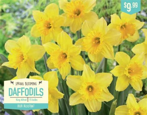 Garden State Bulb Daffodil King Alfred Flower Bulbs 1 Ct Fred Meyer