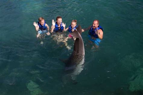 Nado Con Delfines Supremo Riviera Maya Getyourguide