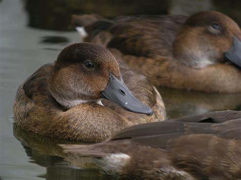 The great Madagascar pochard comeback | One Earth