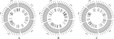 Chromosome Distribution Of MiRNA Genes In The Brachypodium Distachyon