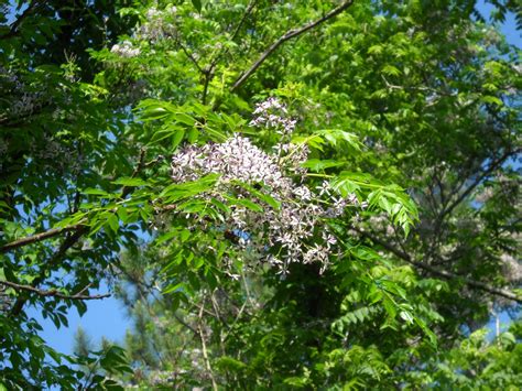 Gold Hill Plant Farm China Berry Trees