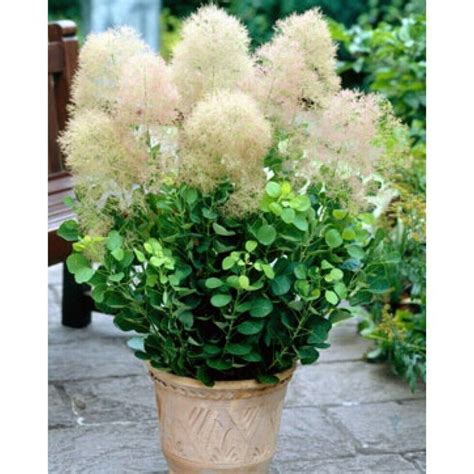 Cotinus Coggygria Young Lady Dwarf Smoke Bush Popular Garden Shrub