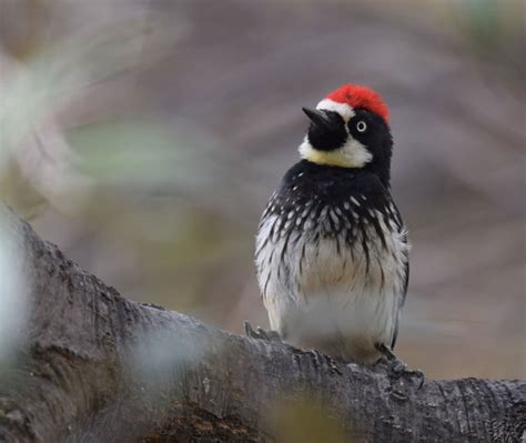 Acorn Woodpecker | Audubon Field Guide