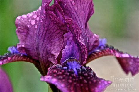 Grape Iris Photograph By Susan Herber Fine Art America