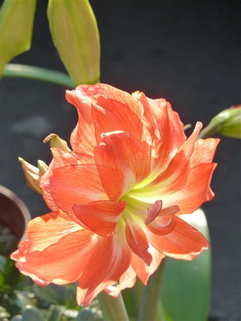Orange Hippeastrum Flower With Drop Of Water Stock Photo Image Of