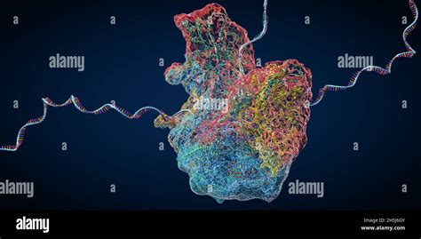 Ribosome As Part Of An Biological Cell Constructing Messenger Rna