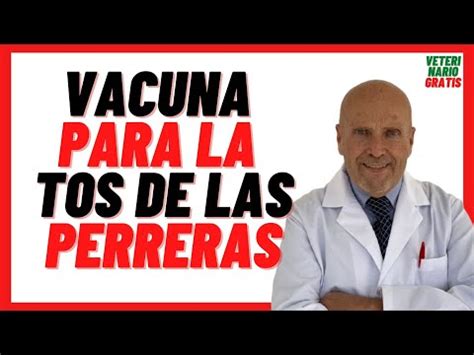 Todo Lo Que Necesitas Saber Sobre La Vacuna De La Tos De Las Perreras