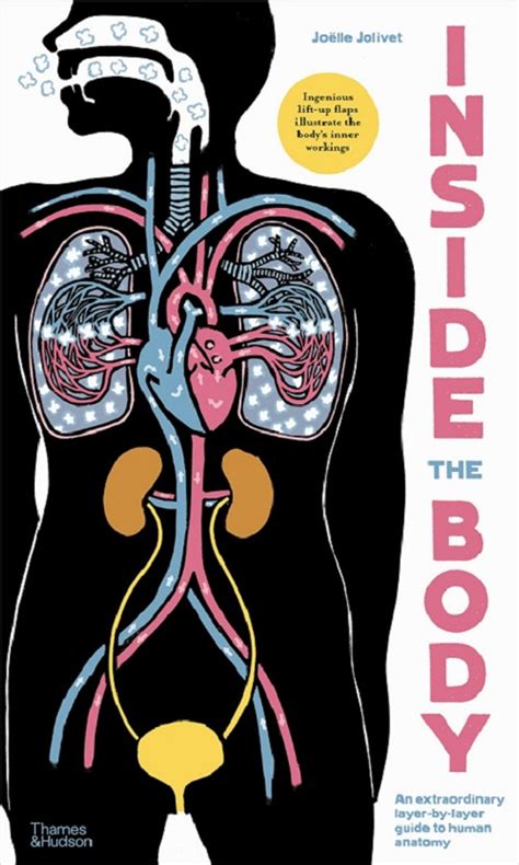 Inside The Body Layer By Layer Guide To The Human Body