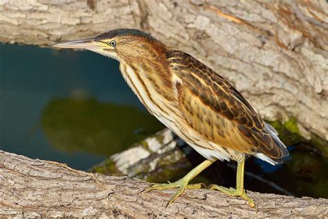 Great Bittern (Botaurus stellaris) - www.birdwords.co.uk