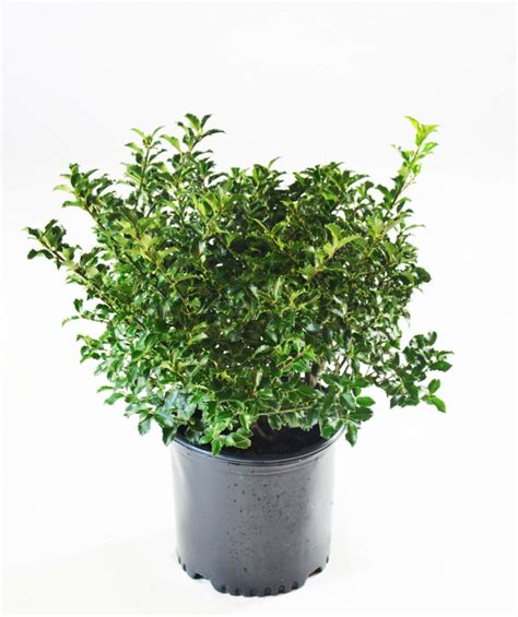 Blue Princess Meserve Holly Big Bower And Branch