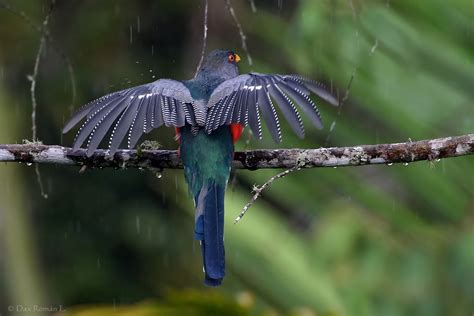 Hispaniolan Trogon – birdfinding.info