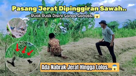 Ada Yang Nabrak Jerat Hingga Lolos Ruak Ruak Disini Ganas Ganasss