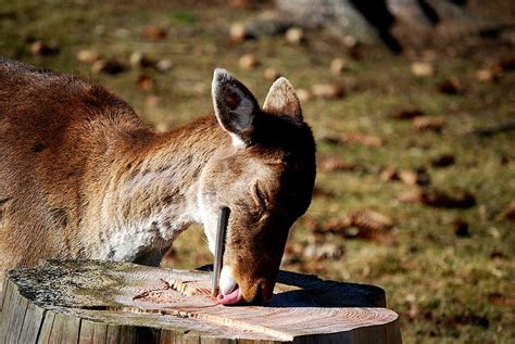 Fallow Deer Fawn Free Photo On Pixabay Pixabay