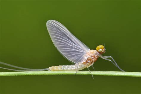 Pennsylvania Fly Hatch Chart