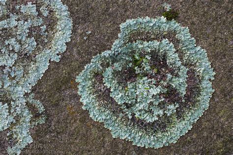 Lichen Parmelia Saxatilis Alex Hyde