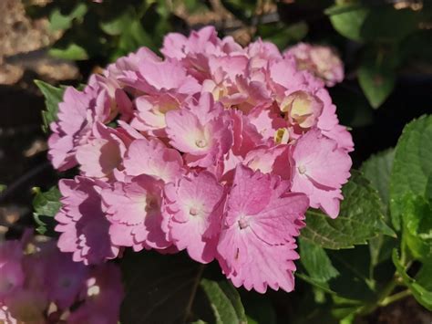 Hydrangea Macrophylla Amethyst