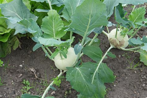 Brassica Oleracea Var Gongylodes