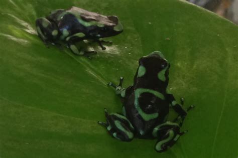 Green Poisonous Dart Frog