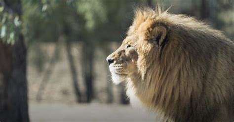 animals dubbo taronga conservation society australia