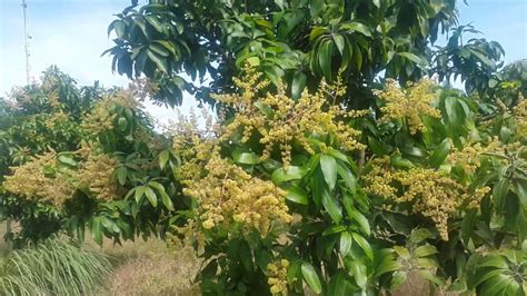 Mango Flowering Youtube