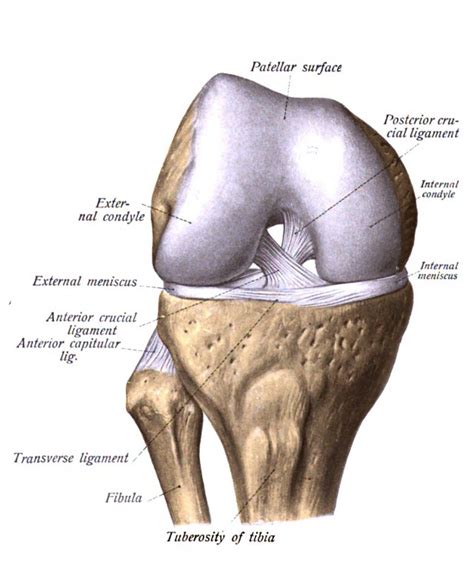 Diagram Of The Knee - exatin.info